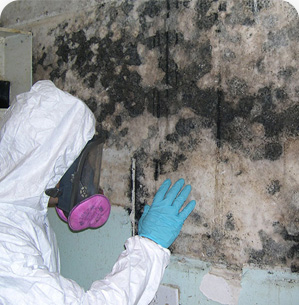 Mold Removal