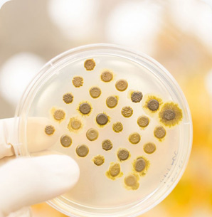 Mold Testing